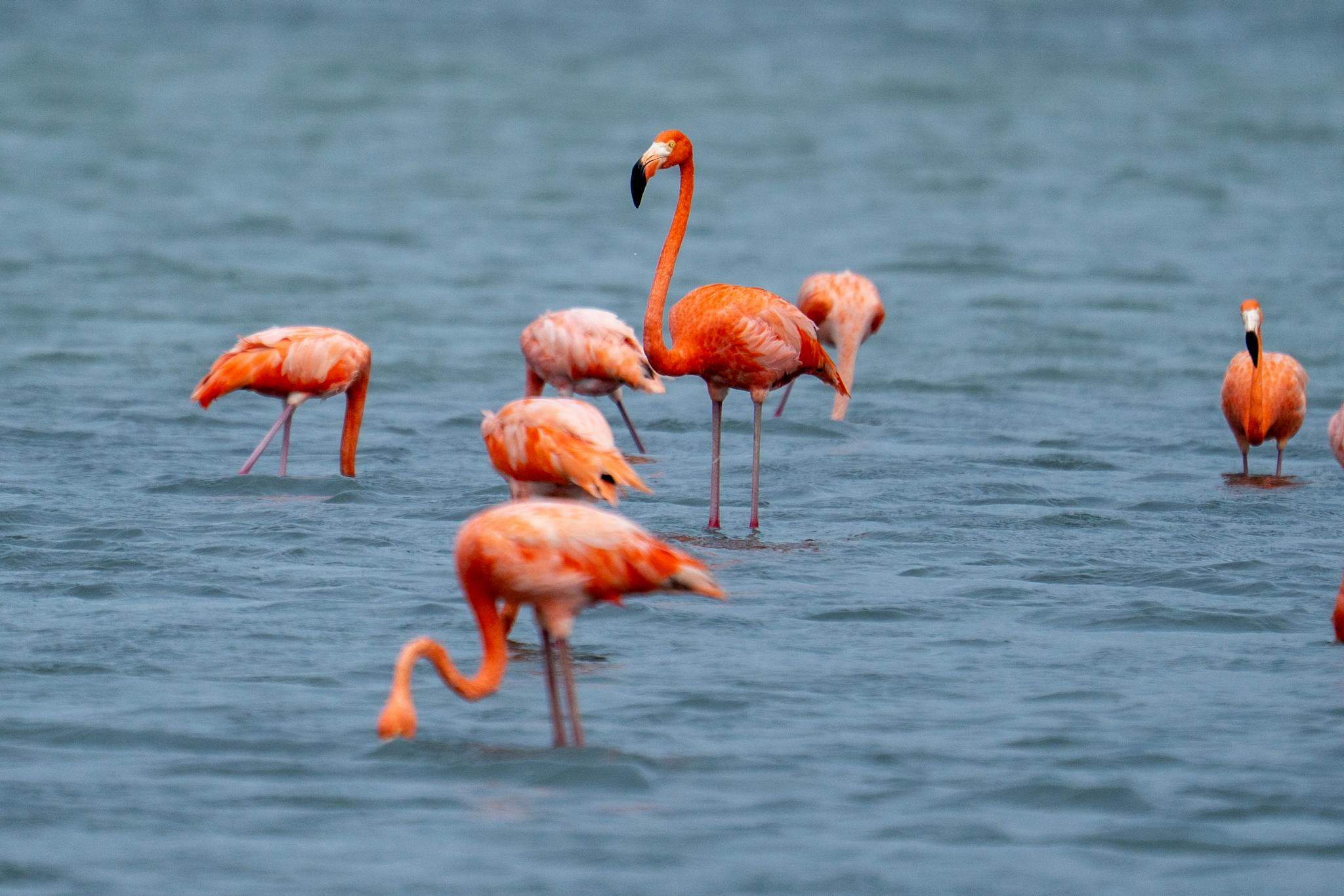 A group of vibrant flamingos wading in the clear waters of Curaçao, showcasing their bright orange plumage.