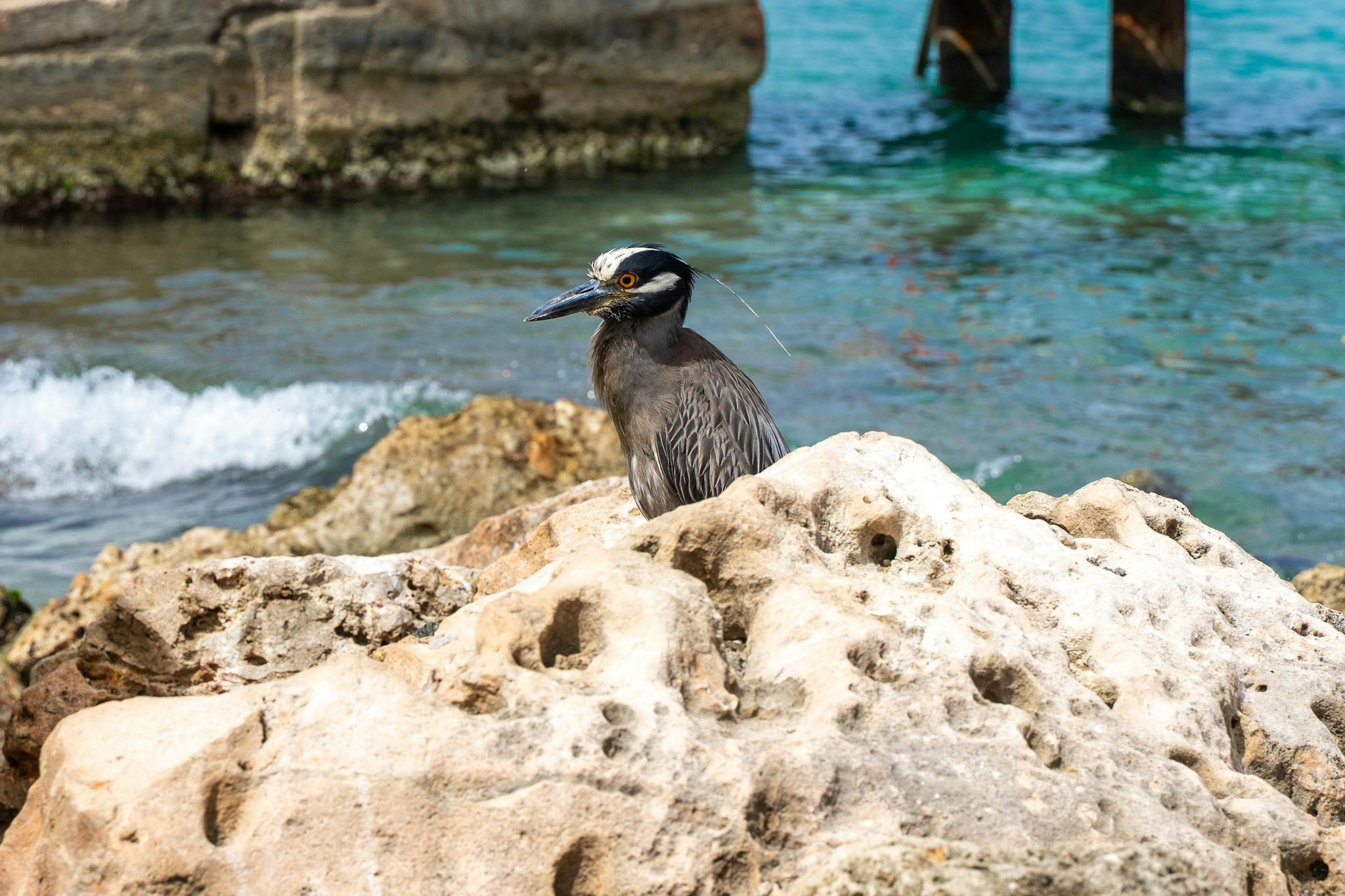 A Yellow-crowned Night Heron perched on rocks by the ocean in Curaçao, showcasing a tranquil coastal scene.